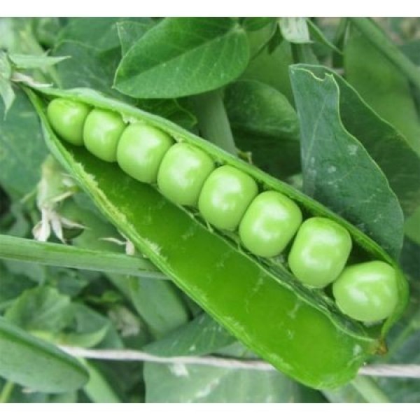 Seminte de mazare Petit Provencal 0,5 kg