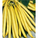 Seminte de fasole galbena pitica Berggold 0,5 kg