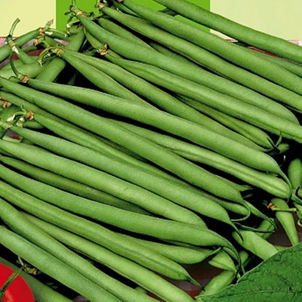 Seminte de fasole verde pitica Delinel 0,5 kg