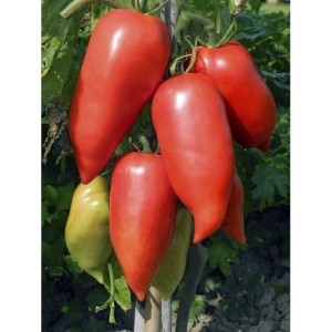 Seminte de tomate ne...