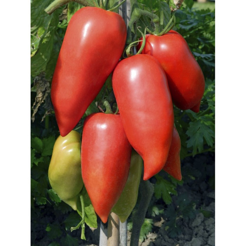 Seminte de tomate nedeterminate Cornabel F1 Vilmorin 100 seminte