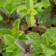 Menta
