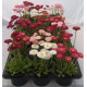 Bellis Perrenis