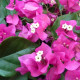 Bougainvillea