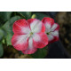 Impatiens