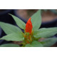 Salvia