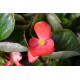 Begonia