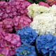 Hortensia