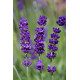 Lavanda