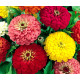 Zinnia