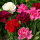 Dianthus