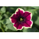 Petunia