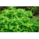 Oregano