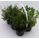 Mix plante aromatice