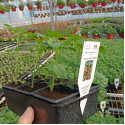 Rasaduri de tomate cherry cirese set 6 bucati