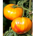 Seminte de tomate Ananas 100 seminte