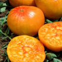 Seminte de tomate Ananas 100 seminte